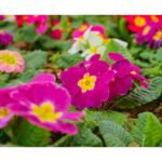 Blumengroßhandel Paderborn Blumen Schön